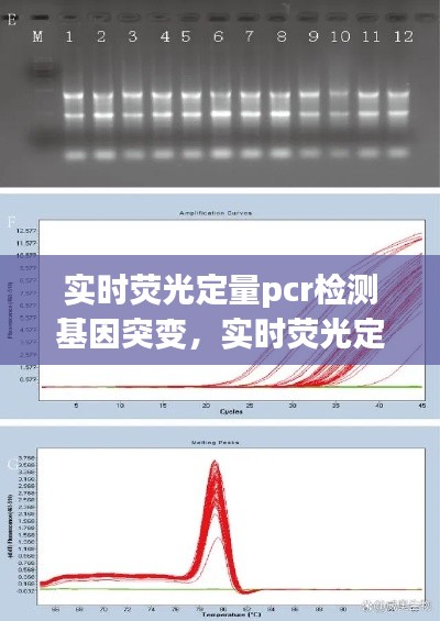 实时荧光定量PCR技术在基因突变检测中的应用探究