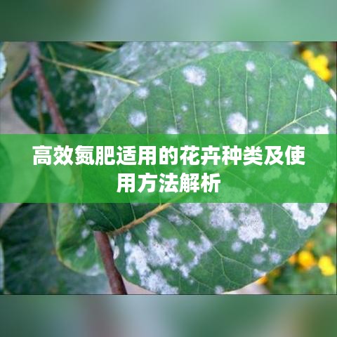 高效氮肥适用的花卉种类及使用方法解析