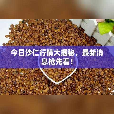 今日沙仁行情大揭秘，最新消息抢先看！