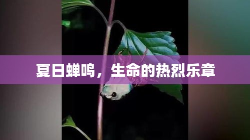 夏日蝉鸣，生命的热烈乐章