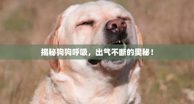 揭秘狗狗呼吸，出气不断的奥秘！