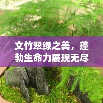 文竹翠绿之美，蓬勃生命力展现无尽抽芽魅力