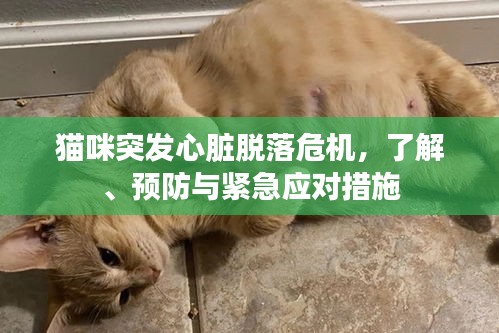 猫咪突发心脏脱落危机，了解、预防与紧急应对措施