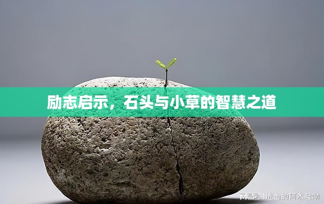 励志启示，石头与小草的智慧之道