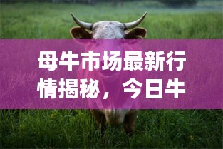 母牛市场最新行情揭秘，今日牛价格走势分析