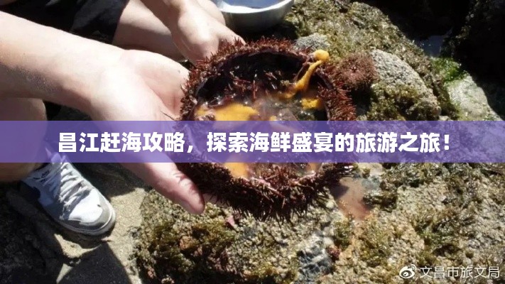 昌江赶海攻略，探索海鲜盛宴的旅游之旅！