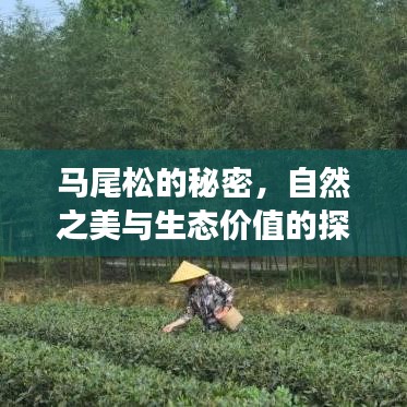 马尾松的秘密，自然之美与生态价值的探寻之旅