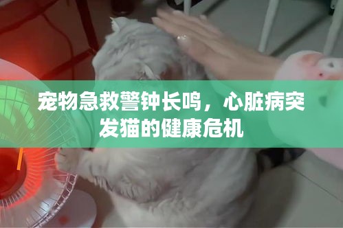 宠物急救警钟长鸣，心脏病突发猫的健康危机