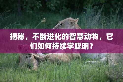揭秘，不断进化的智慧动物，它们如何持续学聪明？