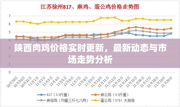 陕西肉鸡价格实时更新，最新动态与市场走势分析