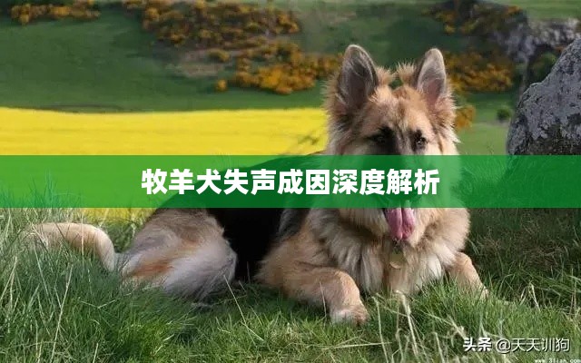 牧羊犬失声成因深度解析