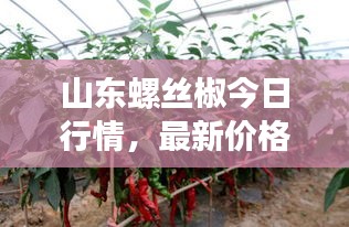 山东螺丝椒今日行情，最新价格一览