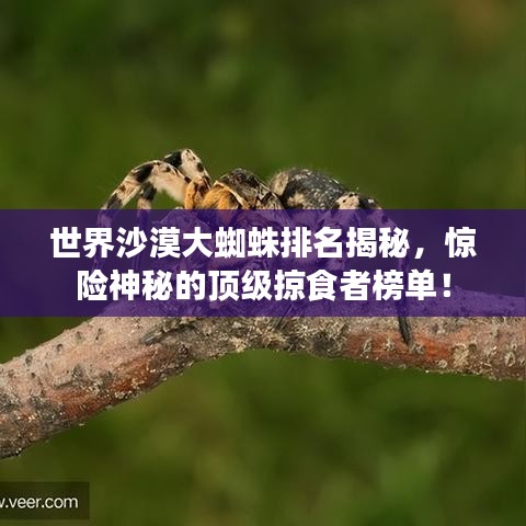 世界沙漠大蜘蛛排名揭秘，惊险神秘的顶级掠食者榜单！