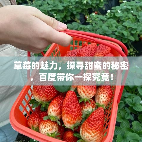 草莓的魅力，探寻甜蜜的秘密，百度带你一探究竟！