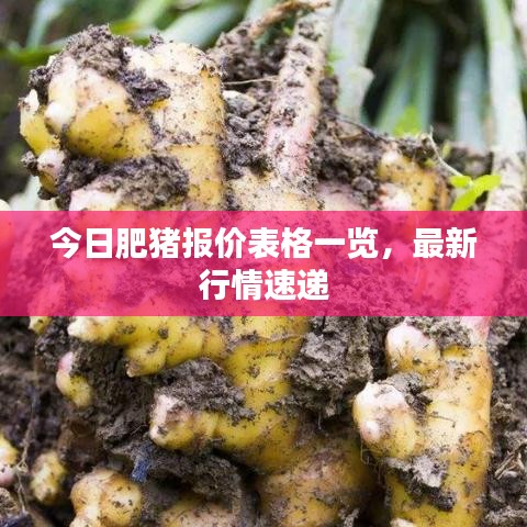 今日肥猪报价表格一览，最新行情速递