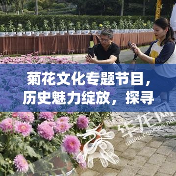 菊花文化专题节目，历史魅力绽放，探寻菊花深层价值