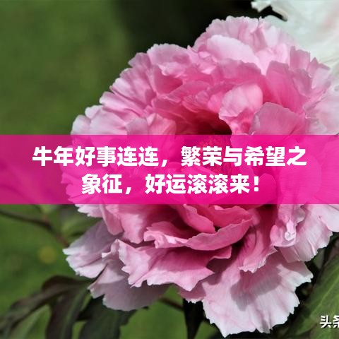 牛年好事连连，繁荣与希望之象征，好运滚滚来！