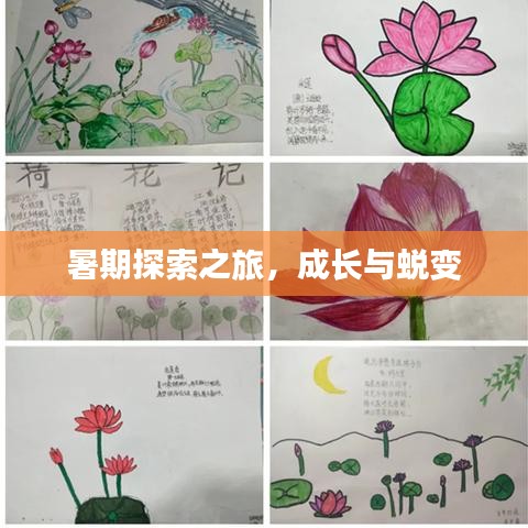 暑期探索之旅，成长与蜕变