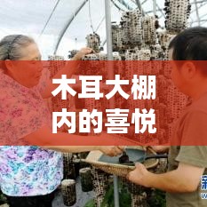 木耳大棚内的喜悦氛围
