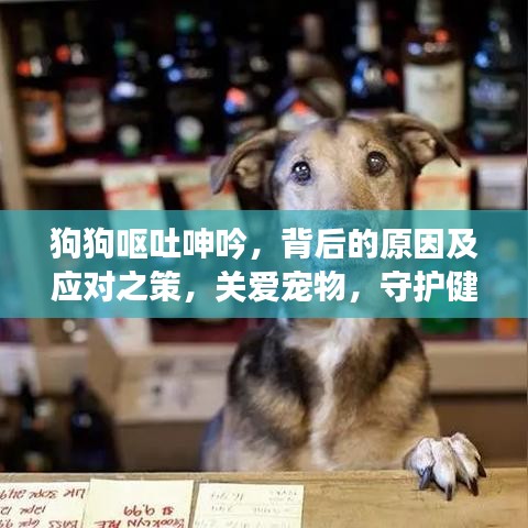 狗狗呕吐呻吟，背后的原因及应对之策，关爱宠物，守护健康