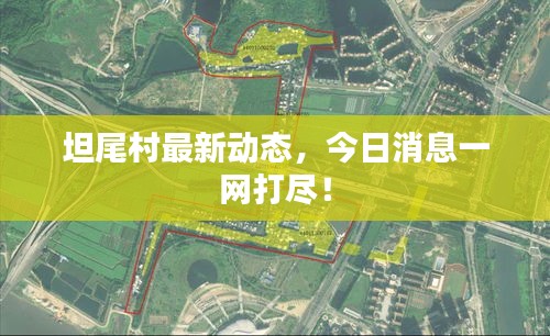 坦尾村最新动态，今日消息一网打尽！